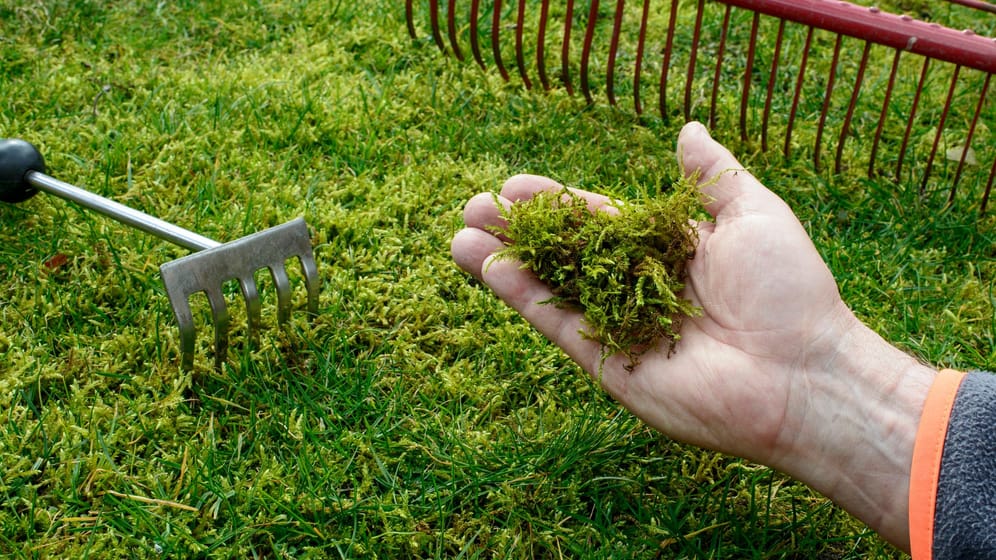 Moos im Rasen nach dem Winter entfernen: Eine Kombination aus Moosvernichter und Rasendünger kann Ihnen helfen, das Moos loszuwerden.