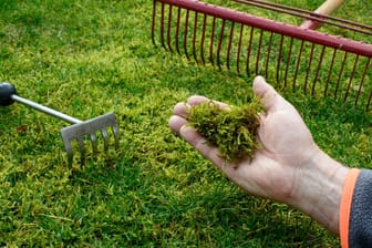 Moos im Rasen nach dem Winter entfernen: Eine Kombination aus Moosvernichter und Rasendünger kann Ihnen helfen, das Moos loszuwerden.