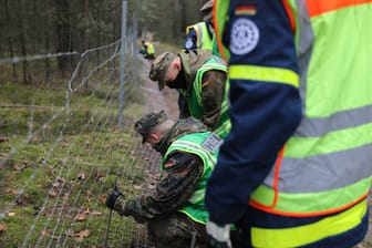 Das Technische Hilfswerk bei der Errichtung eines festen Zauns im Grenzverlauf zu Polen im Jahr 2020 (Archivbild): Nun erreichen die Schutzmaßnahmen gegen die Afrikanische Schweinepest Dresden.