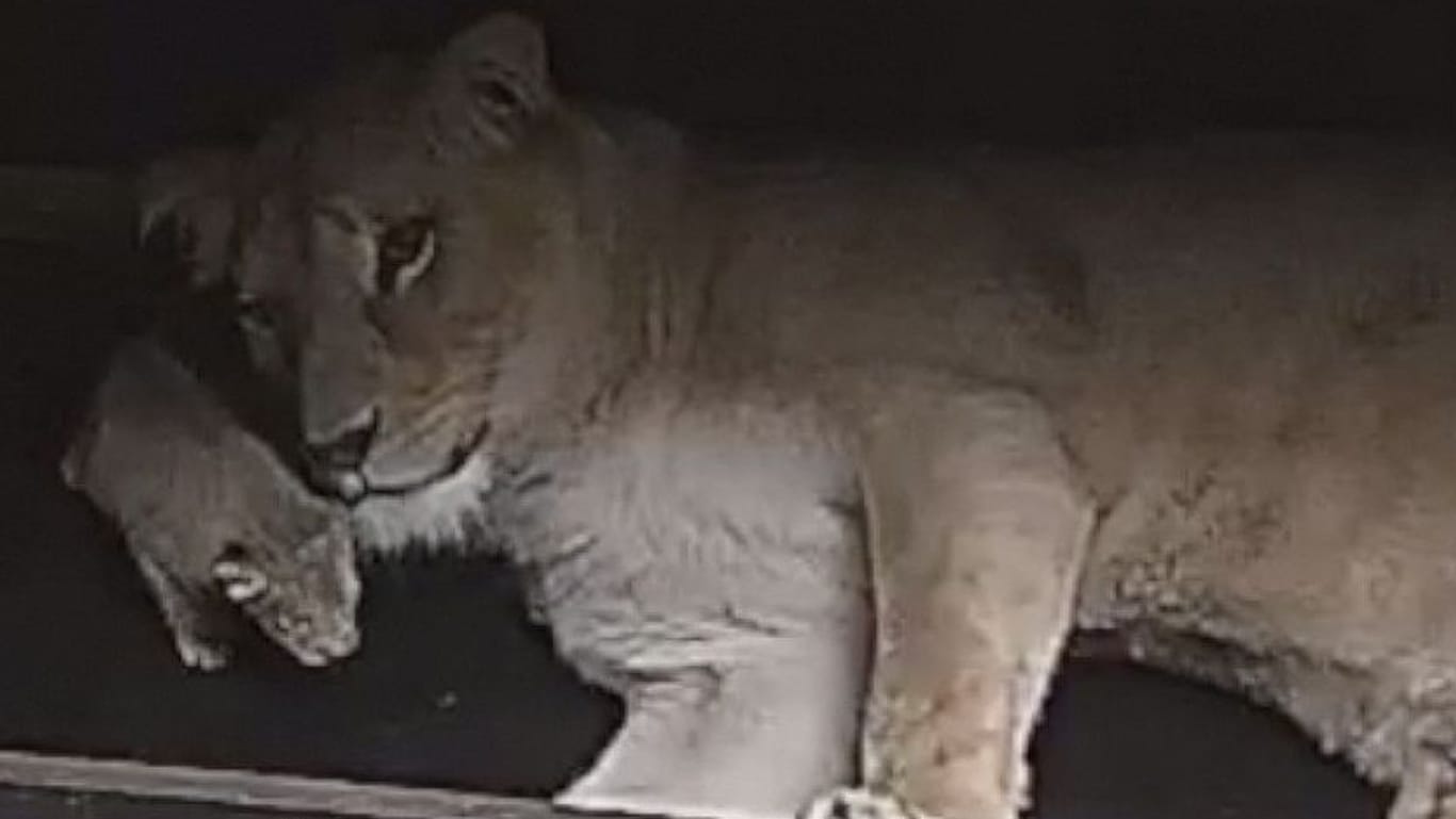 Aufnahme der Wurfhöhlen-Kamera: Zaras Mutterverhalten erfreut den Zoo bisher.