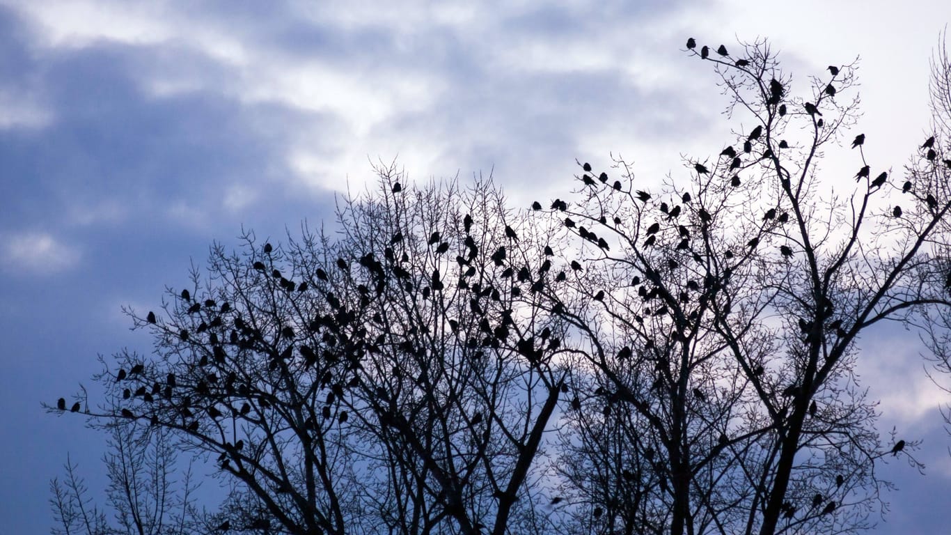 Ein Saatkrähenschwarm auf einem Baum (Archiv): Gern gesehen sind die Vogelgruppen in Norddeutschland nicht.