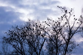 Ein Saatkrähenschwarm auf einem Baum (Archiv): Gern gesehen sind die Vogelgruppen in Norddeutschland nicht.