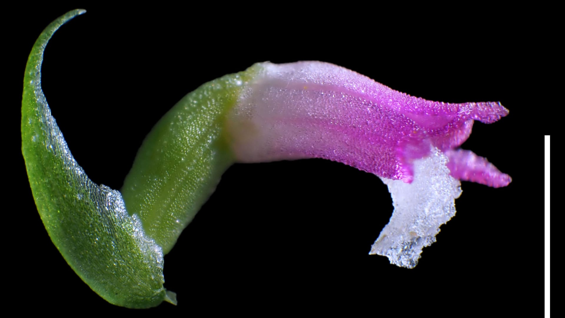 Neue Orchideen-Art: "Spiranthes hachijoensis" wächst an unscheinbaren Orten.