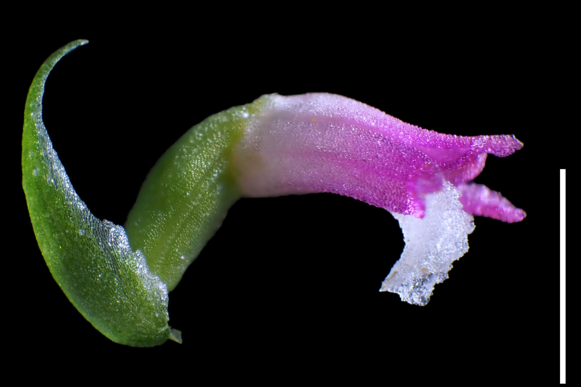 Neue Orchideen-Art: "Spiranthes hachijoensis" wächst an unscheinbaren Orten.