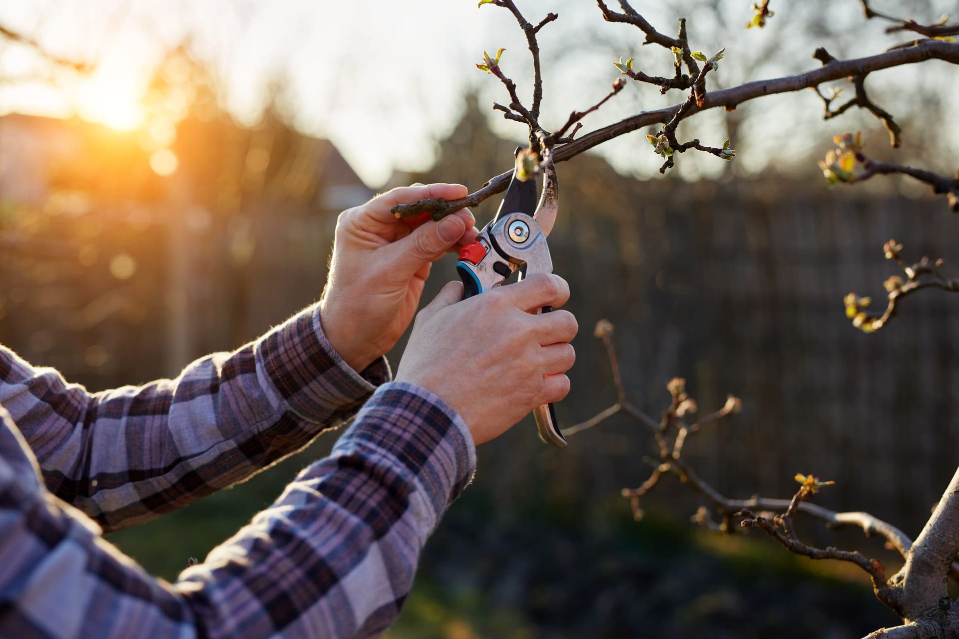 Apfelbäume schneiden im Herbst: Bei kürzeren Zweigen können Sie eine Gartenschere verwenden.