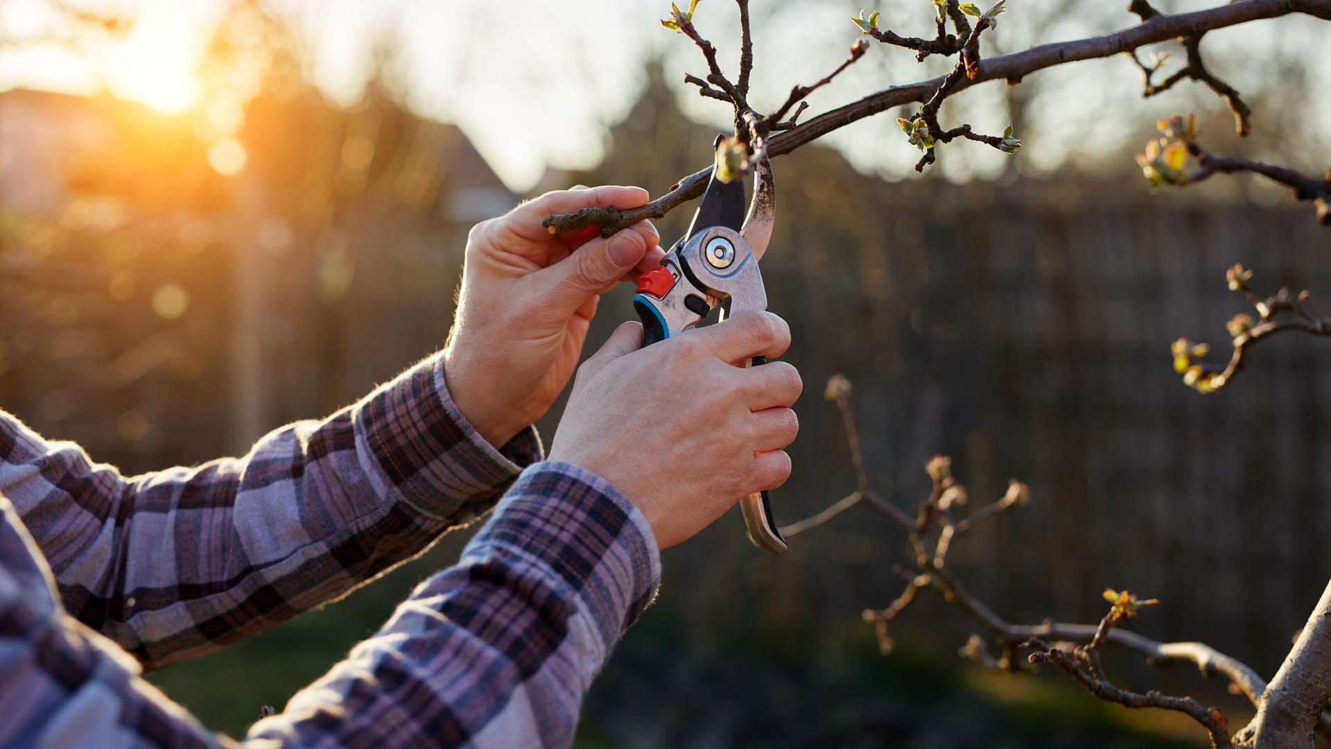 Apfelbäume schneiden im Herbst: Bei kürzeren Zweigen können Sie eine Gartenschere verwenden.