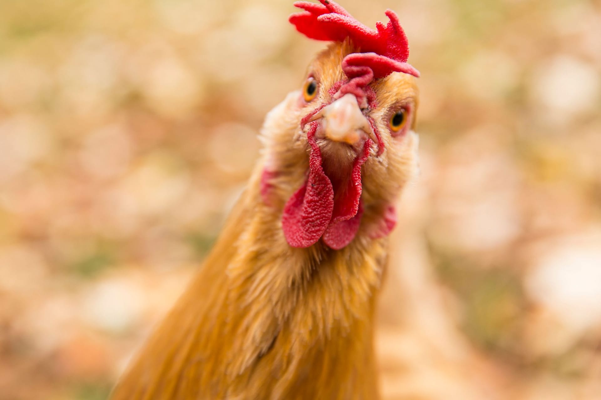 Ein Huhn guckt frontal in die Kamera.