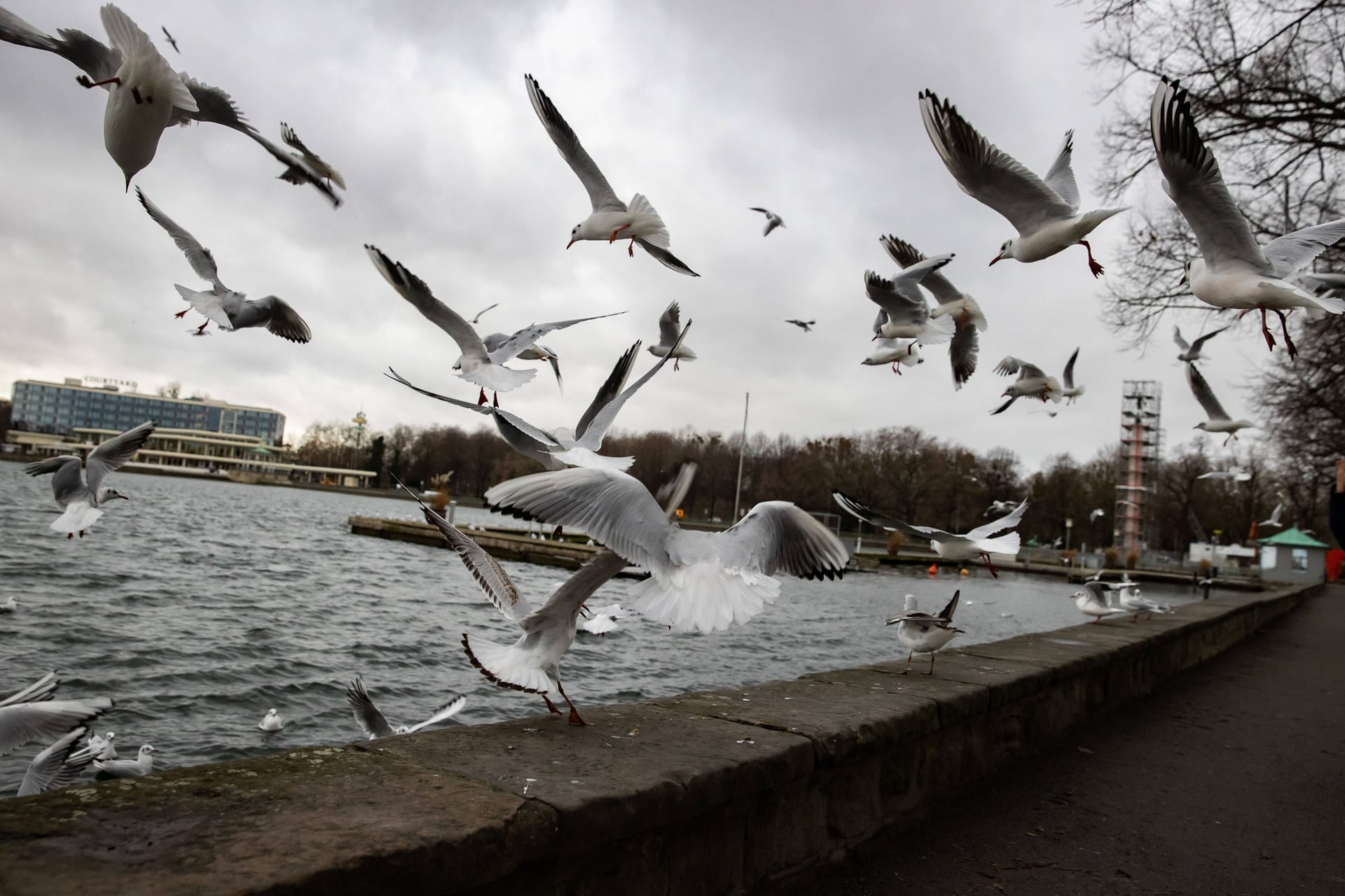 Möwen am Maschsee (Symbolbild): Fünf Möwen vom Maschsee starben an der Vogelpest.