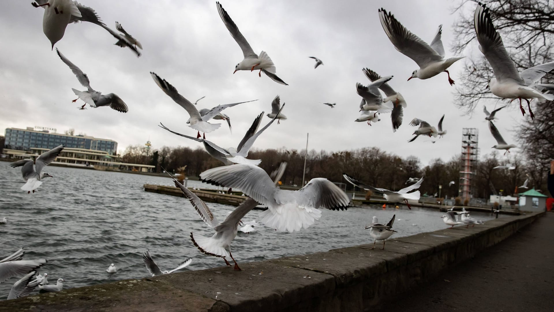 Möwen am Maschsee (Symbolbild): Fünf Möwen vom Maschsee starben an der Vogelpest.