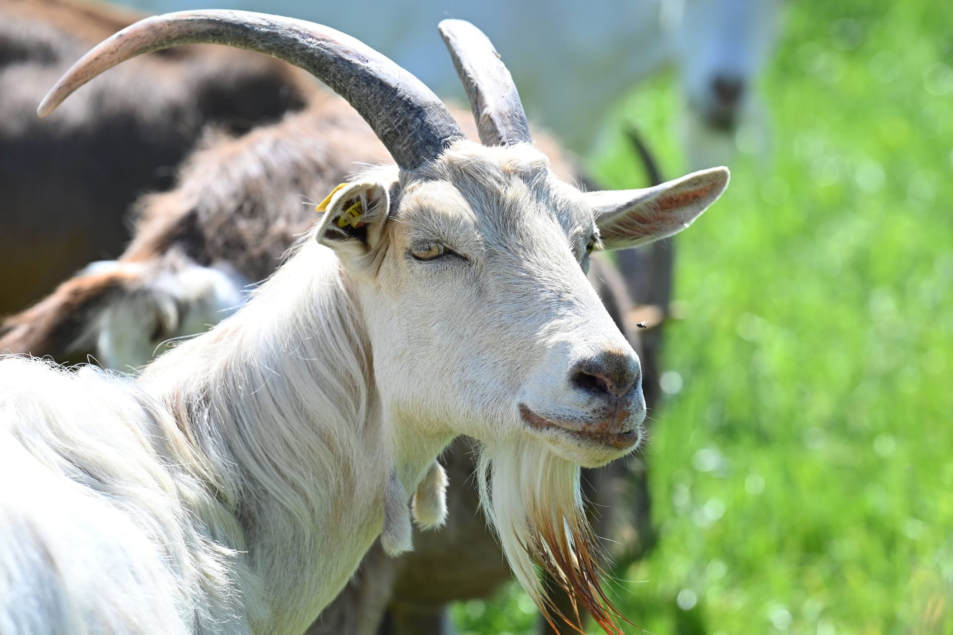 Eine Ziege auf einer Wiese (Symbolbild): Im Landkreis Ludwigsburg hat ein Unbekannter die Tiere angegriffen.