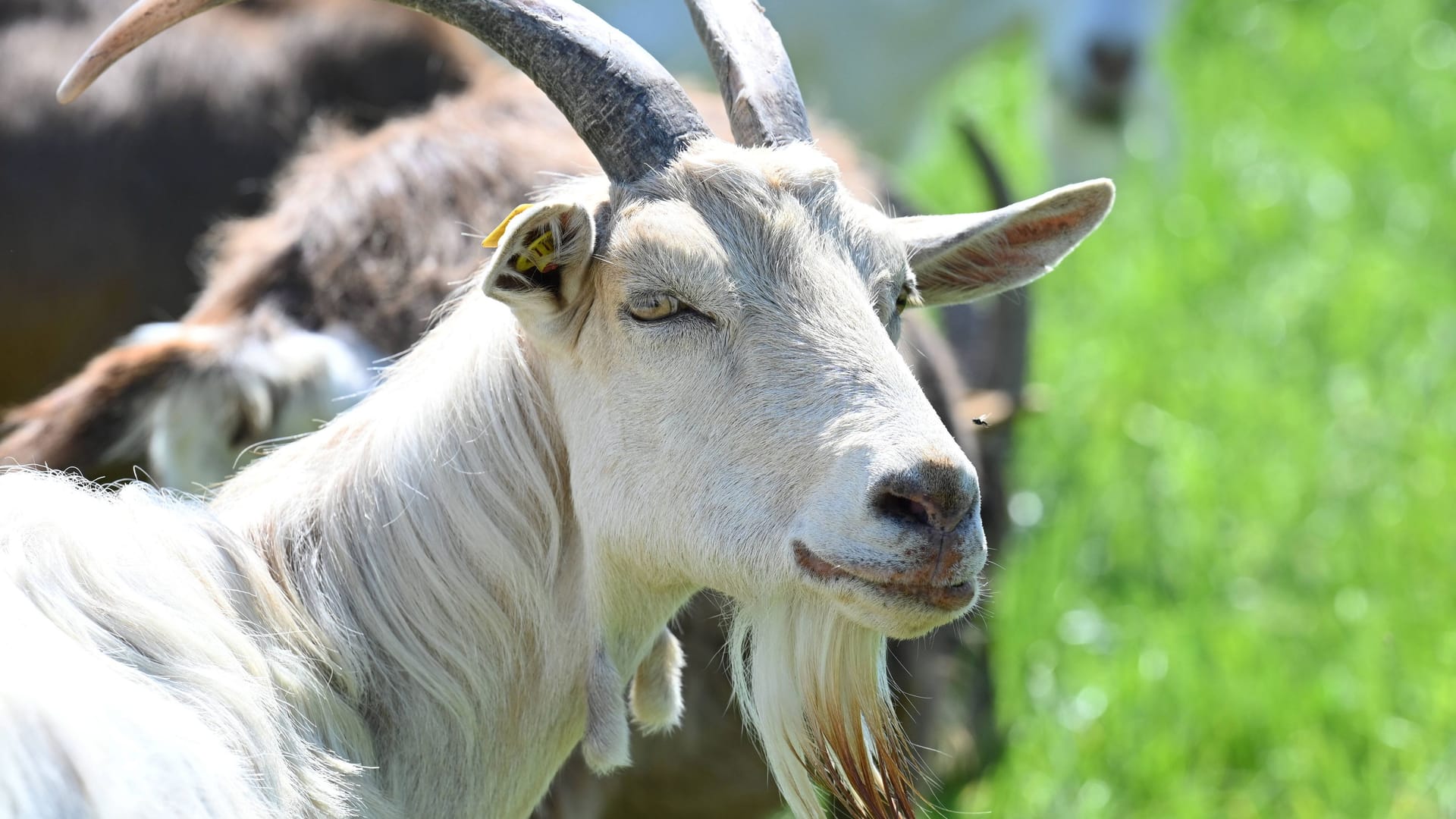 Eine Ziege auf einer Wiese (Symbolbild): Im Landkreis Ludwigsburg hat ein Unbekannter die Tiere angegriffen.