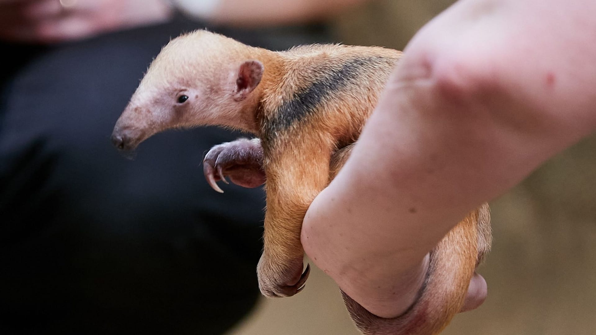 Das neugeborene Tamandua-Baby: Einen Namen hat das Jungtier noch nicht, weil das Geschlecht noch nicht bekannt ist.
