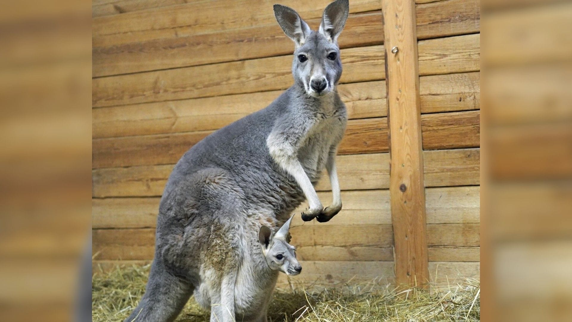 Känguru-Weibchen Ronja: Sie hat Nachwuchs bekommen.