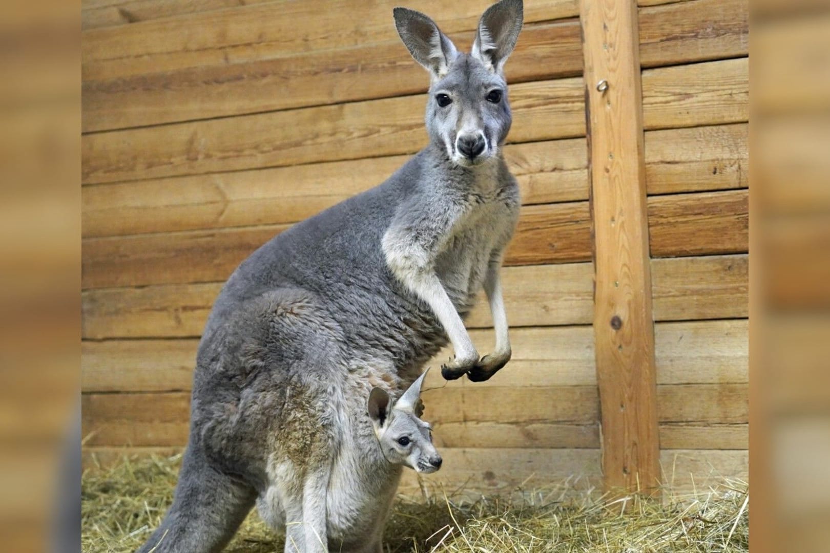 Känguru-Weibchen Ronja: Sie hat Nachwuchs bekommen.