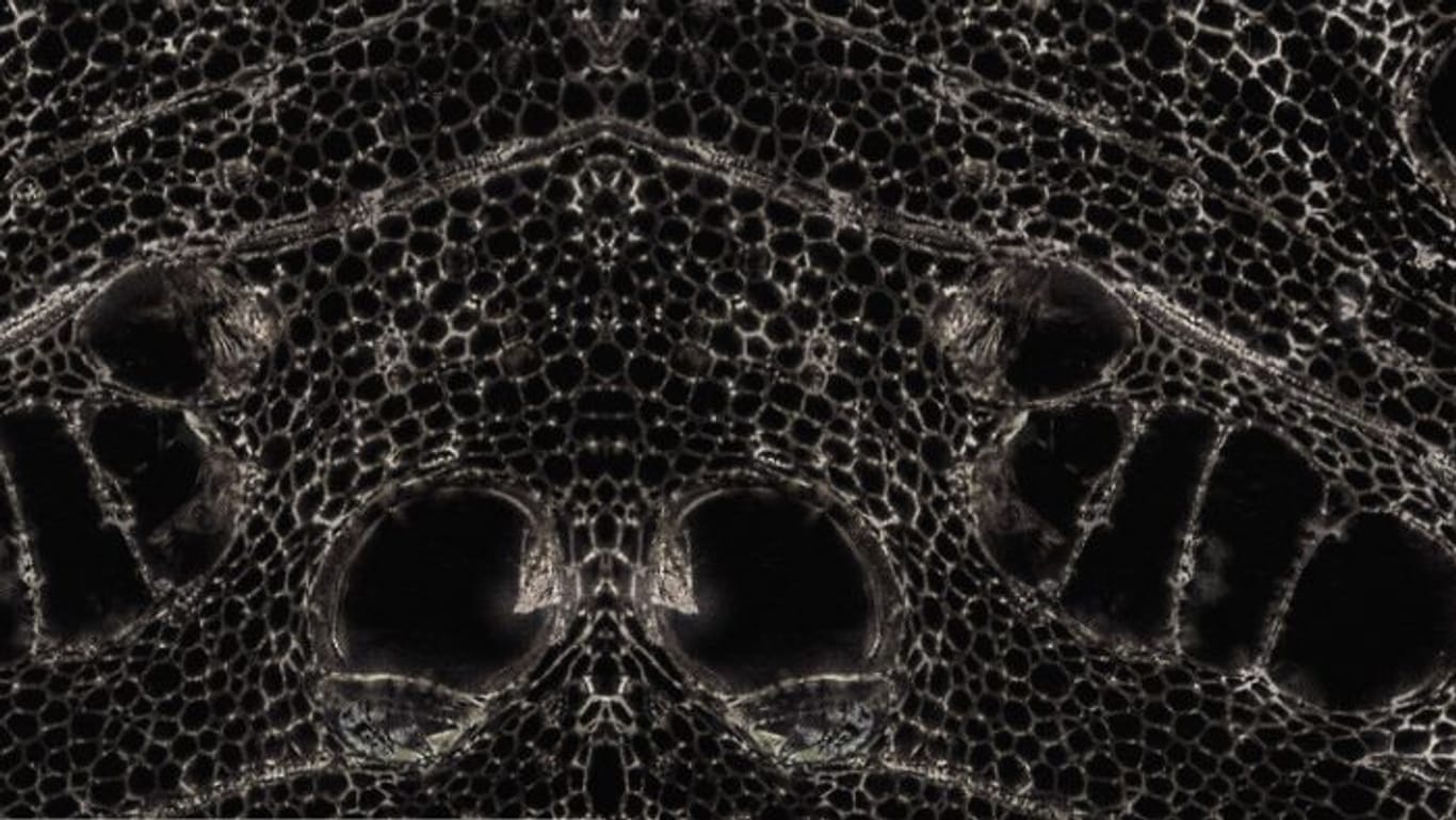 Düngerkohle aus einer Karbonisierungsanlage von Pyreg unter dem Mikroskop.