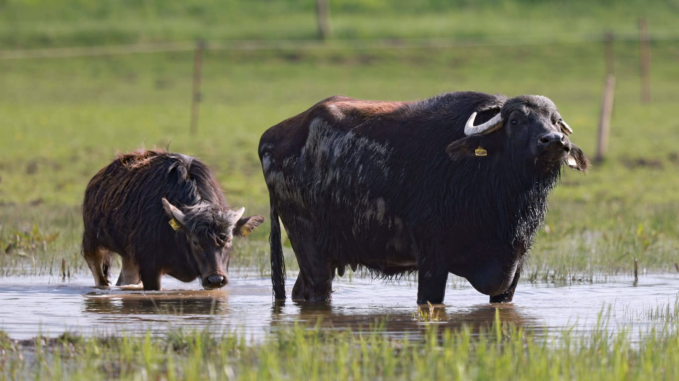 Wasserbüffel beweiden ein Naturschutzgebiet (Symbolfoto): Das Naturschutzgebiet Luneplate ist etwa 1.400 Hektar groß.