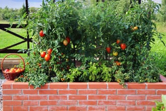 Hochbeet bepflanzen: Tomaten sollten Sie aufgrund ihres hohen Nährstoffbedarfs im ersten Jahr pflanzen.