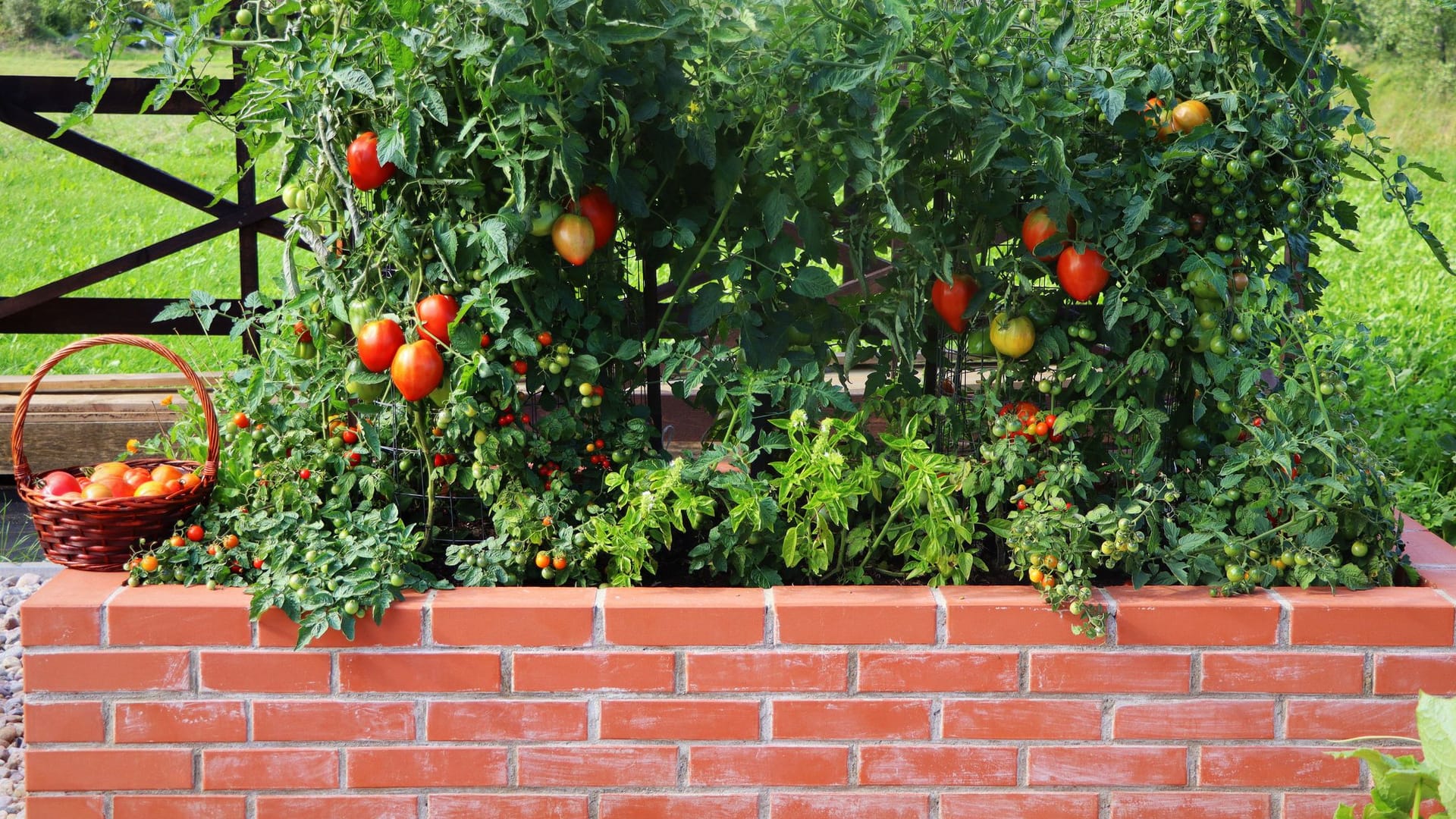 Hochbeet bepflanzen: Tomaten sollten Sie aufgrund ihres hohen Nährstoffbedarfs im ersten Jahr pflanzen.