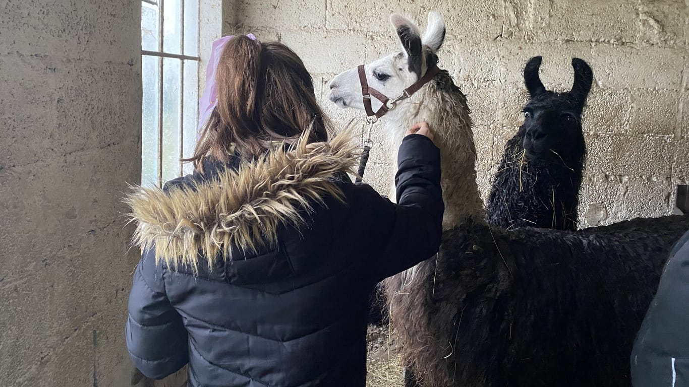 Denise im Lamastall: Die 15-Jährige besucht die Tiere regelmäßig.