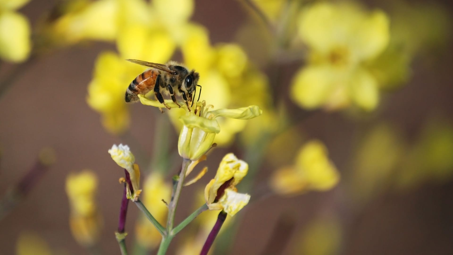 Bienenfreundliche Forsythien: Spezielle Sorten der Forsythien liefern ein Pollen- oder Nektarangebot.