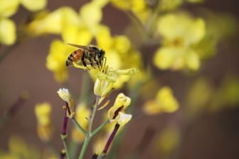 Bienenfreundliche Forsythien: Spezielle Sorten der Forsythien liefern ein Pollen- oder Nektarangebot.