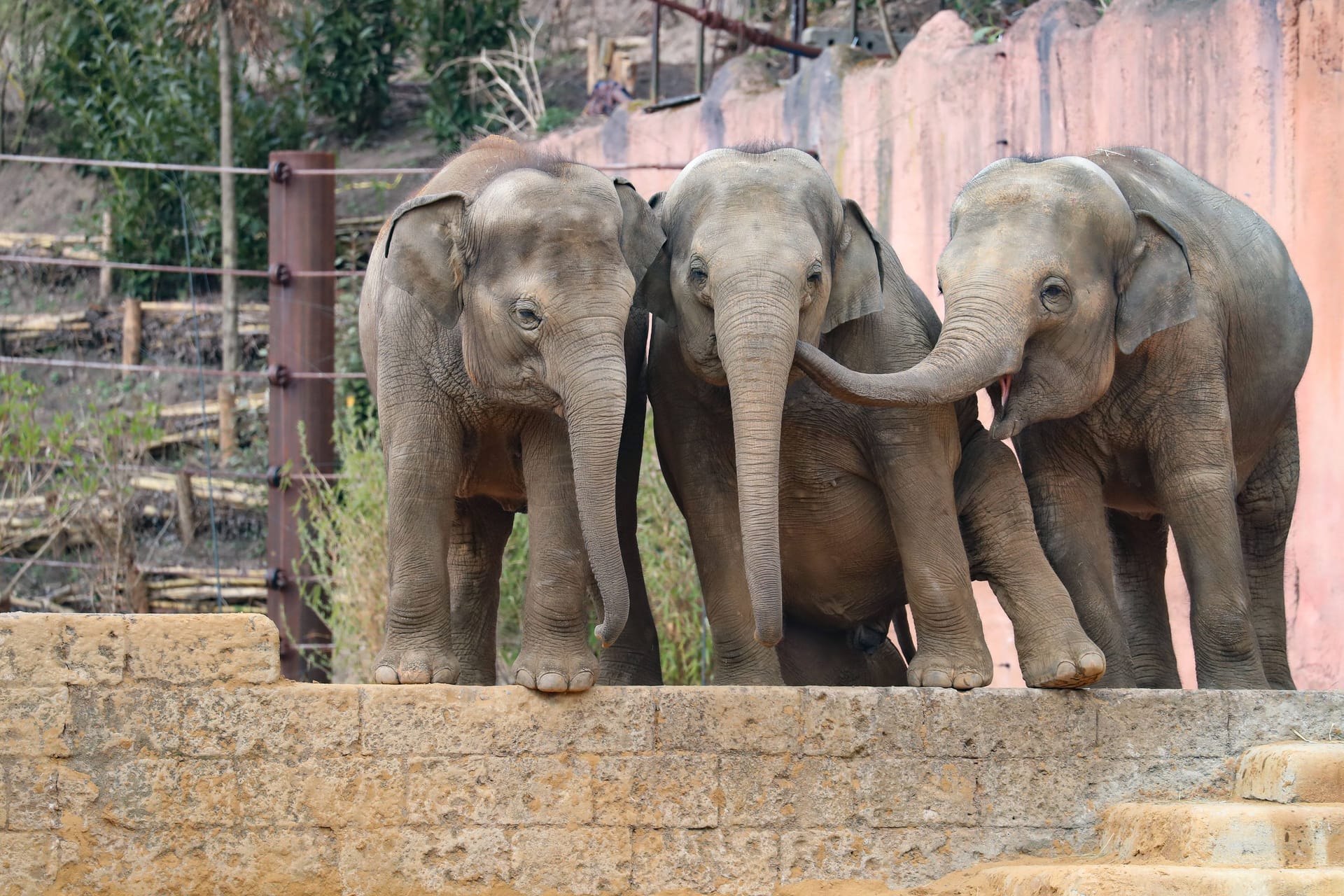 Asiatische Elefanten in ihrer Anlage im Erlebnis-Zoo Hannover (Archivbild): Am Wochenende startet der Zoo Hannover in die neue Saison.