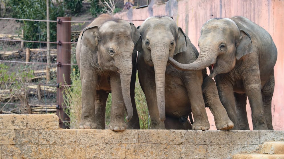 Asiatische Elefanten in ihrer Anlage im Erlebnis-Zoo Hannover (Archivbild): Am Wochenende startet der Zoo Hannover in die neue Saison.