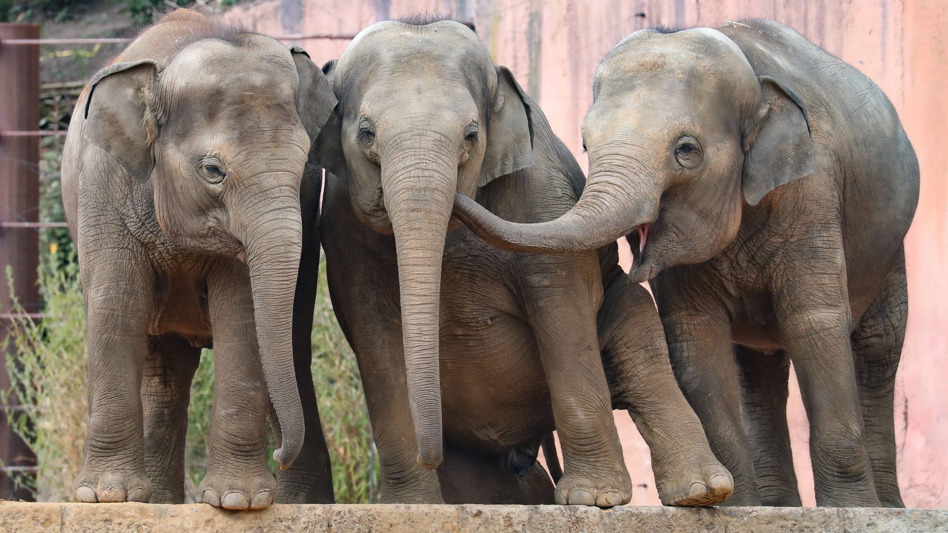 Asiatische Elefanten in ihrer Anlage im Erlebnis-Zoo Hannover (Archivbild): Am Wochenende startet der Zoo Hannover in die neue Saison.