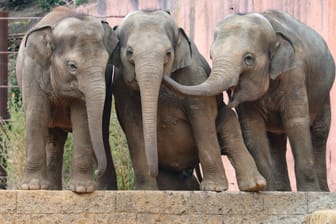 Asiatische Elefanten in ihrer Anlage im Erlebnis-Zoo Hannover (Archivbild): Am Wochenende startet der Zoo Hannover in die neue Saison.