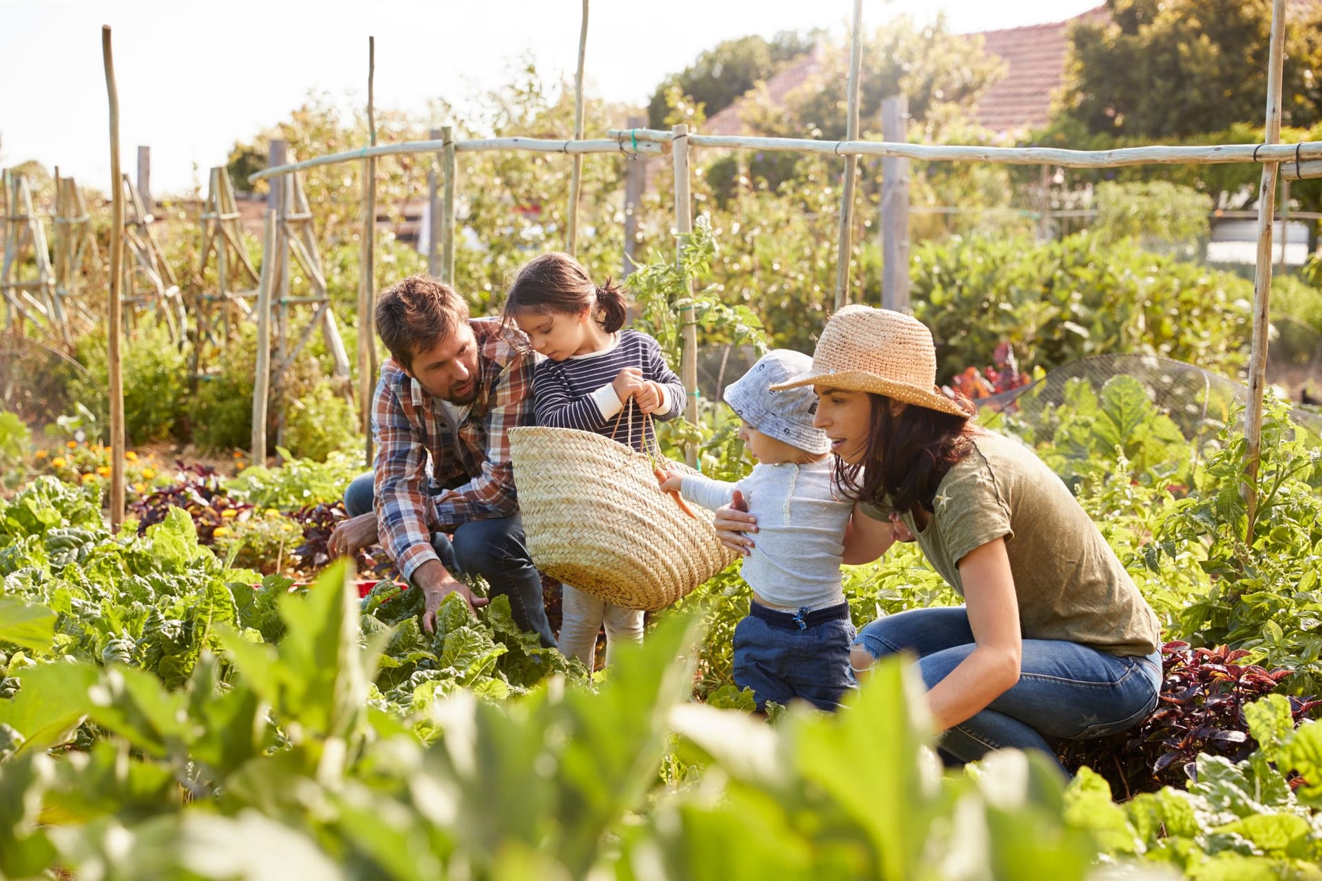 Raus aus der Stadt: Wer auch im urbanen Raum sein eigenes Obst und Gemüse ernten möchte, kann sich in einem Kleingarten ausleben.