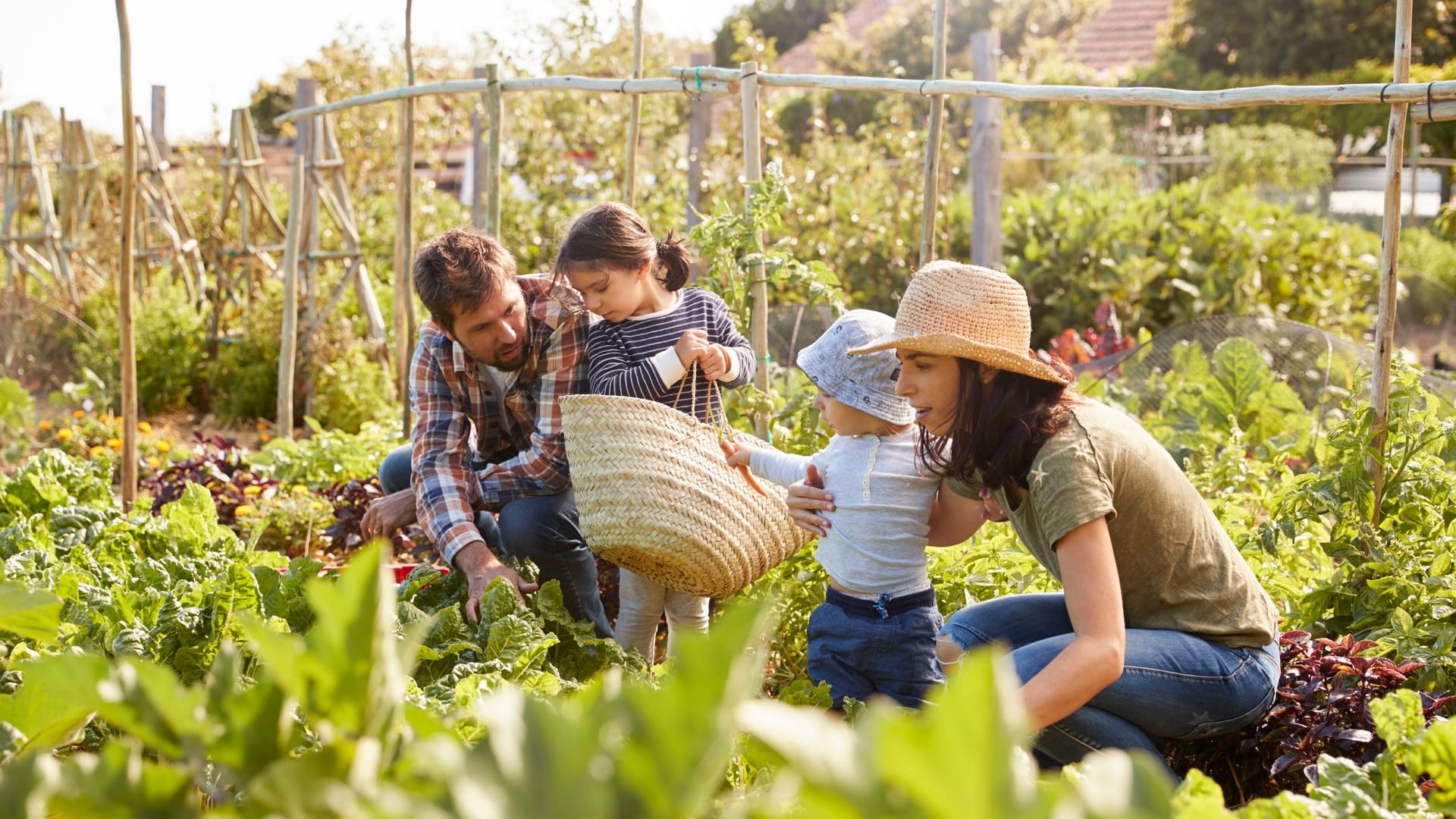 Raus aus der Stadt: Wer auch im urbanen Raum sein eigenes Obst und Gemüse ernten möchte, kann sich in einem Kleingarten ausleben.