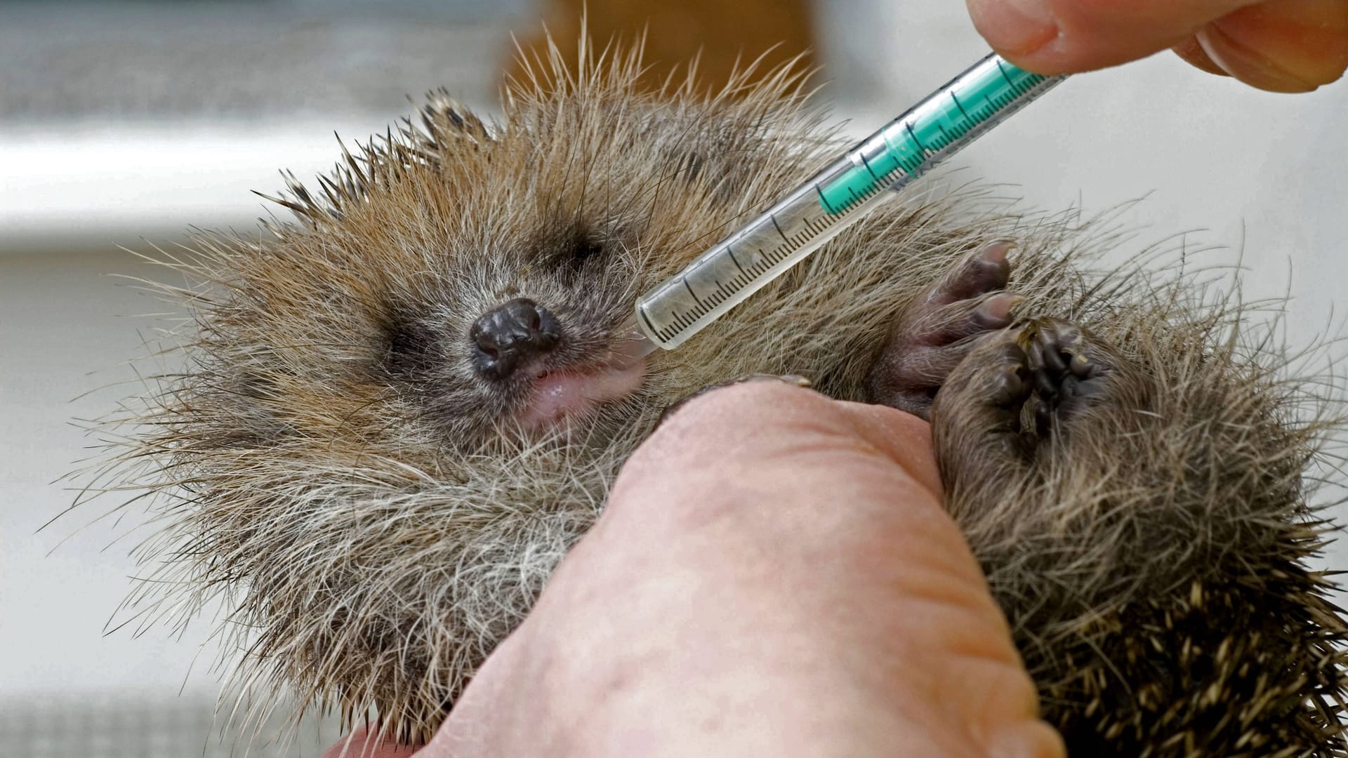 Kranker Igel: Hilflose, kranke oder verletzte Wildtiere sollten stets Veterinären und anderem Fachpersonal überreicht werden.