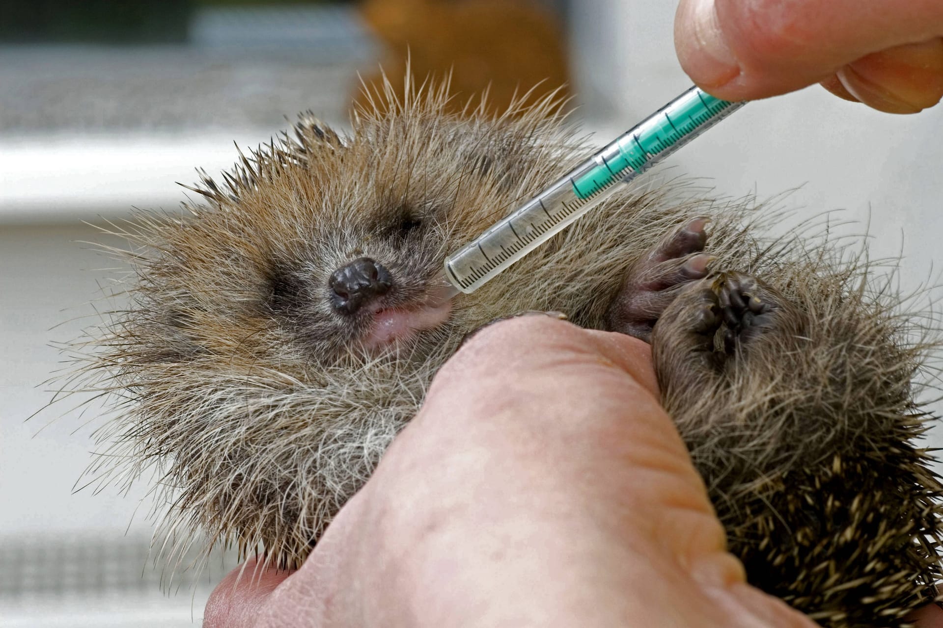 Kranker Igel: Hilflose, kranke oder verletzte Wildtiere sollten stets Veterinären und anderem Fachpersonal überreicht werden.