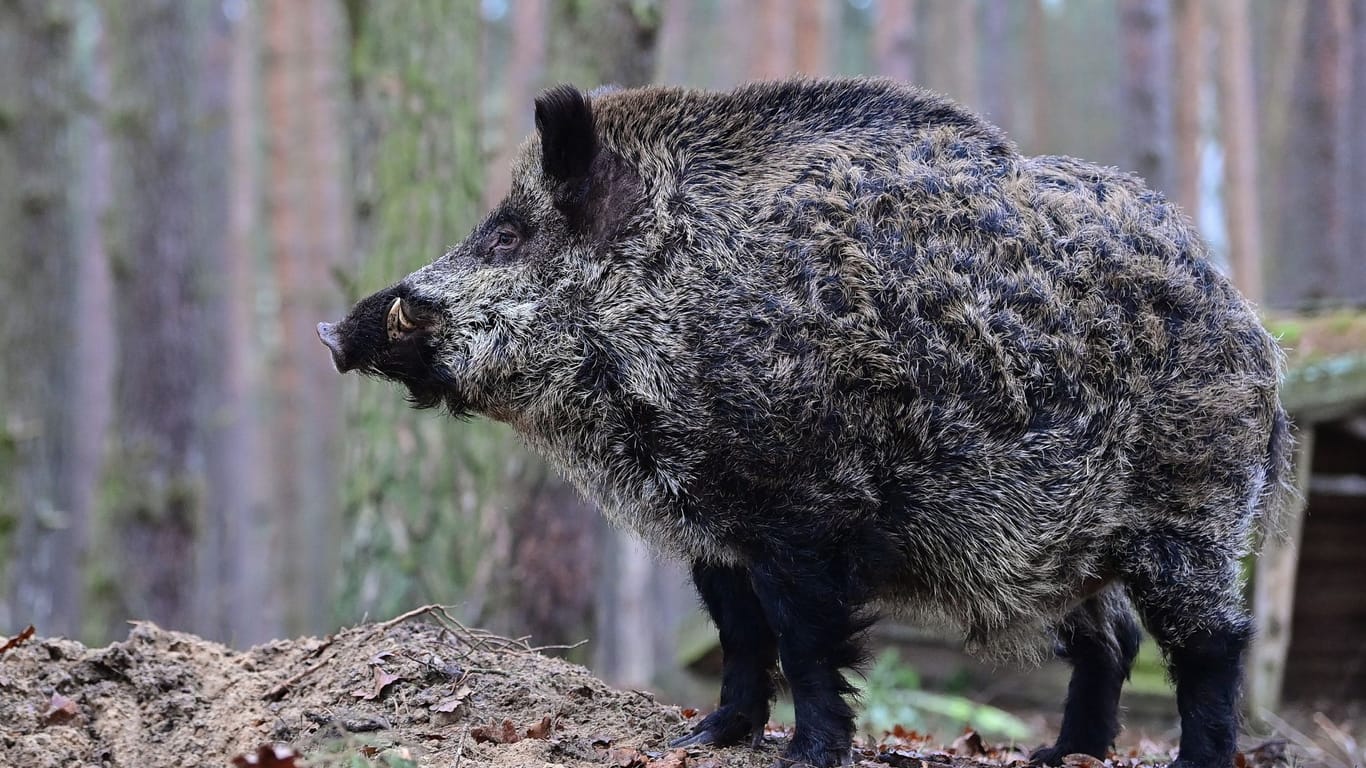 Wildschwein