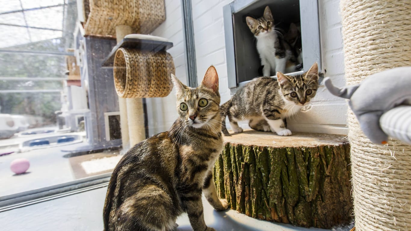 Junge Katzen im Hamburger Tierheim (Symbolfoto): Der Tierschutzverein will bessere Konditionen von der Stadt Hamburg.
