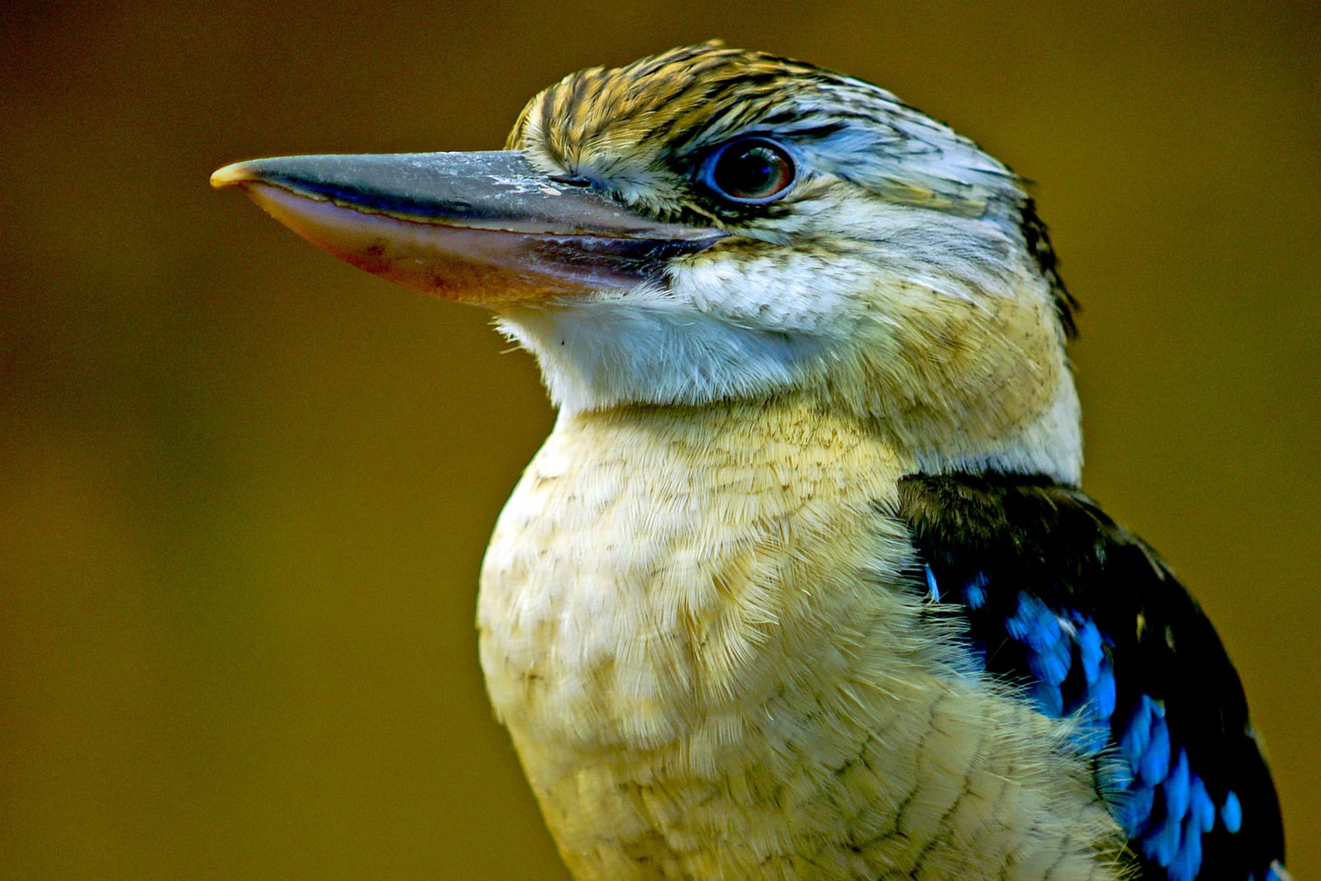 Hier piept's mal wieder: Erkennen Sie die heimischen Vögel?