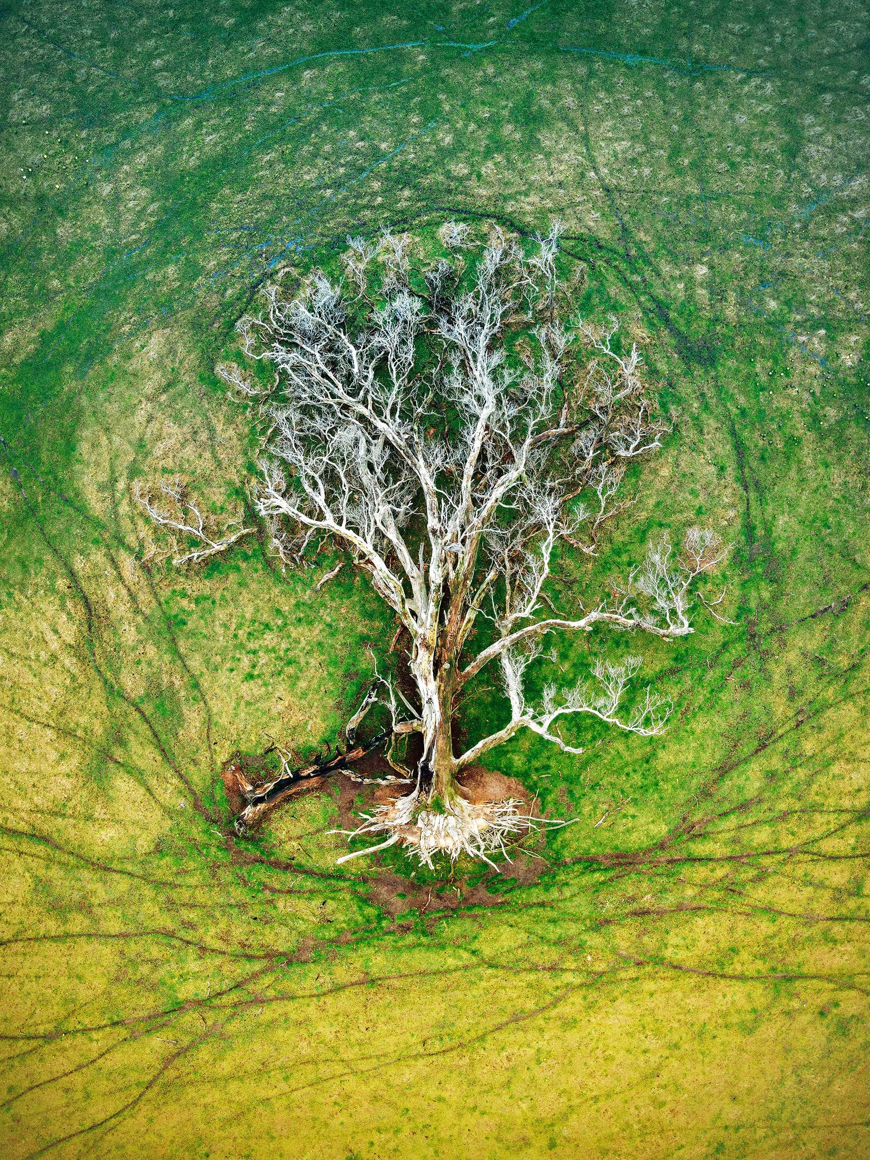 Ein Baum aus der Vogelperspektive: Mit diesem Bild gewann die Australierin Julie Kenny die Kategorie "Pflanzen und Pilze".