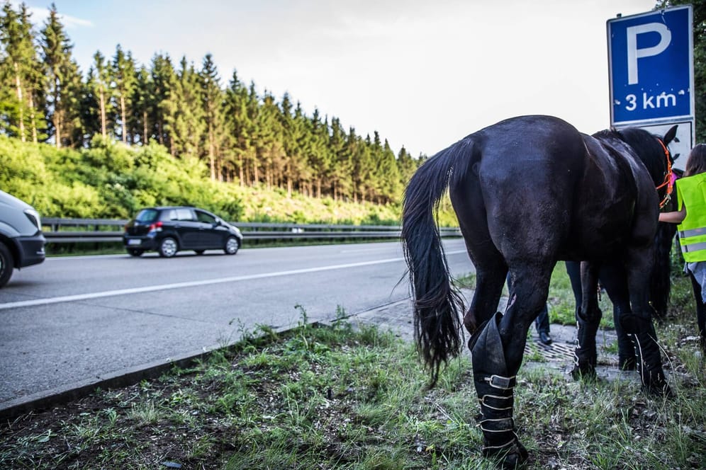 Unfall mit Pferden (Symbolfoto): Ein Tierarzt erlöste zwei Tiere und schläferte sie ein.