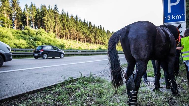 Unfall mit Pferden (Symbolfoto): Ein Tierarzt erlöste zwei Tiere und schläferte sie ein.