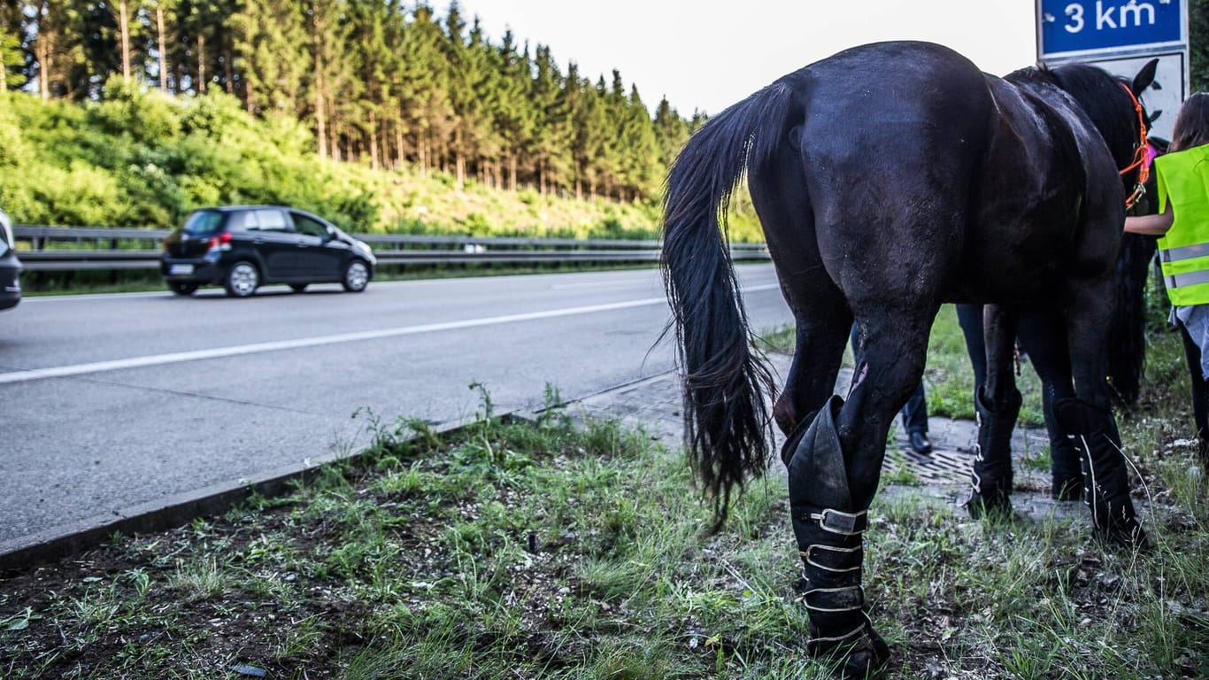 Unfall mit Pferden (Symbolfoto): Ein Tierarzt erlöste zwei Tiere und schläferte sie ein.