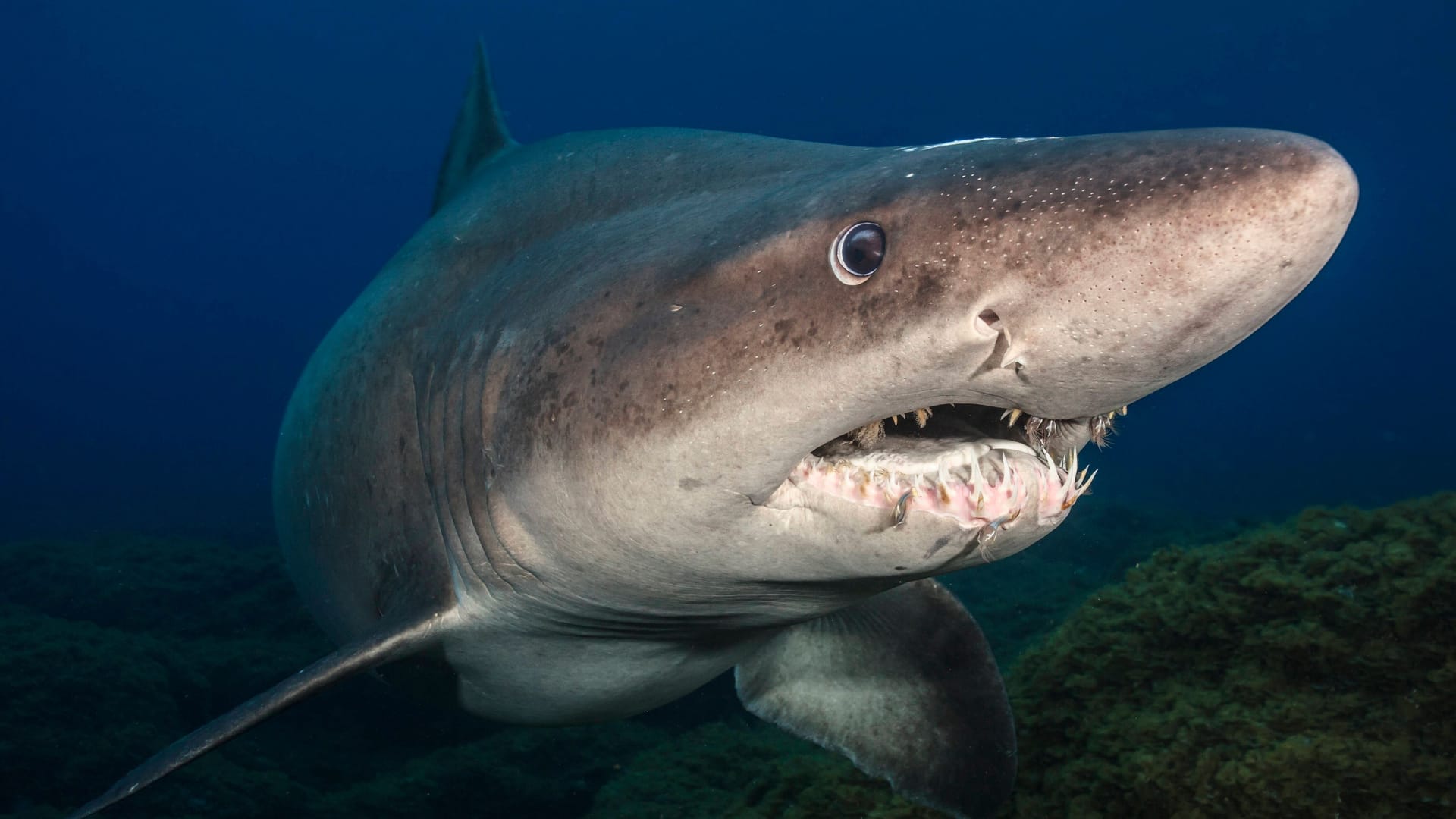 Ein Schildzahnhai im Atlantik: Normalerweise leben die Tiere in wärmeren Gewässern.