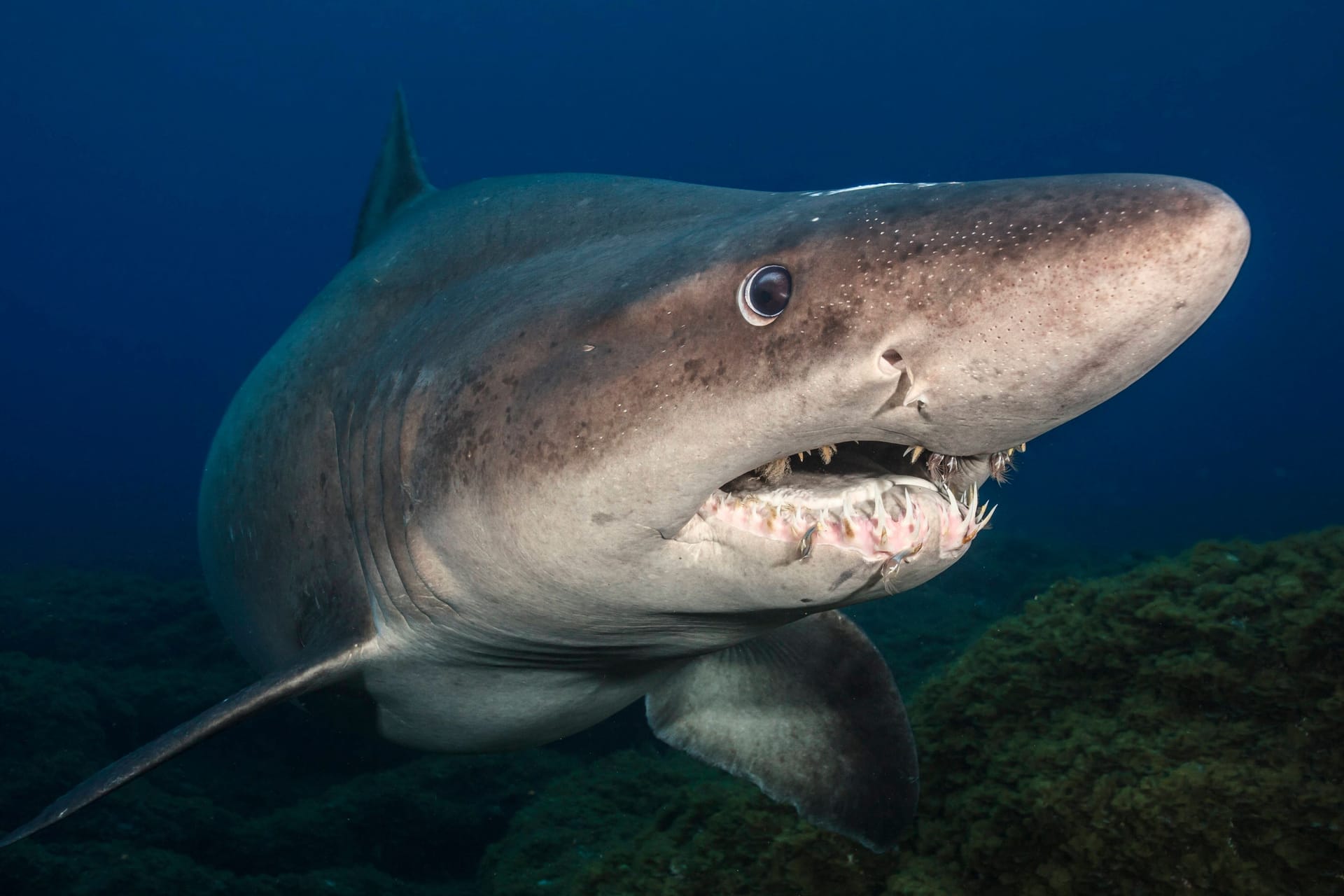 Ein Schildzahnhai im Atlantik: Normalerweise leben die Tiere in wärmeren Gewässern.