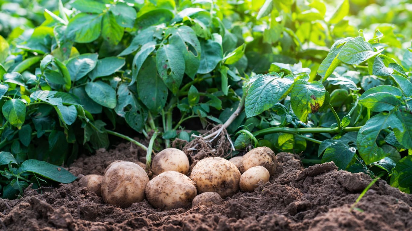 Kartoffeln anbauen: Der korrekte Pflanzabstand und das Anhäufeln sind beim Kartoffelanbau entscheidend.