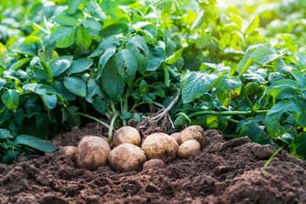 Kartoffeln anbauen: Der korrekte Pflanzabstand und das Anhäufeln sind beim Kartoffelanbau entscheidend.