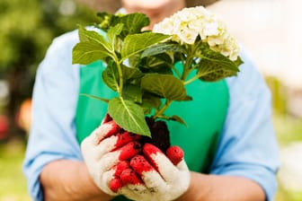 Hortensien umpflanzen: Wenn Sie Ihre Hortensien in Töpfen halten, sollten Sie diese mindestens alle zwei Jahre umtopfen.