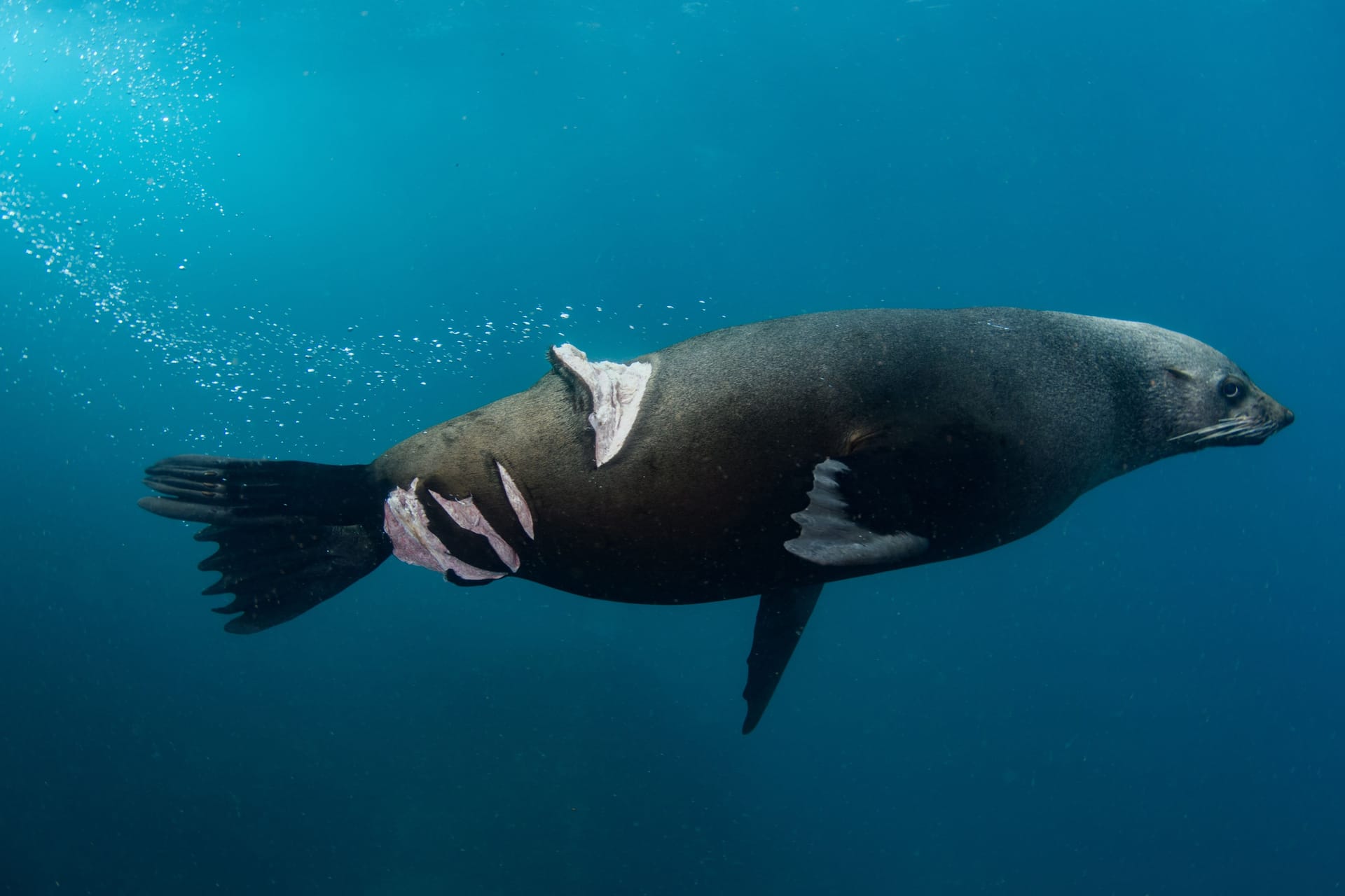 Ein australischer Seelöwe, der von einer Schiffsschraube verletzt wurde: Nicolas Remy aus Australien gewann mit diesem Bild die Kategorie "Fotojournalismus".