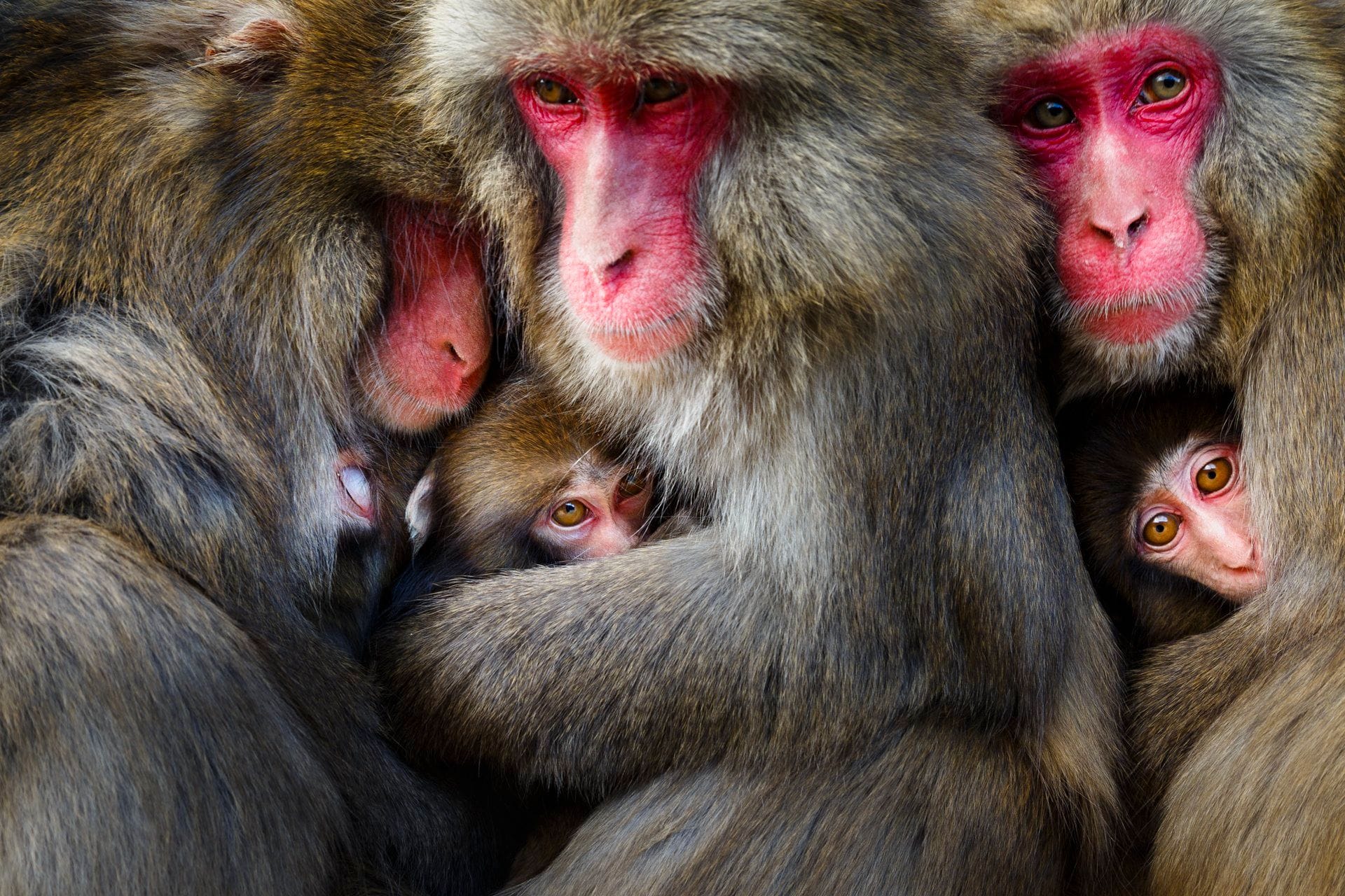 Japanische Makaken: Mit dem Bild gewann der Japaner Hidetoshi Ogata den ersten Platz in der Kategorie "Verhalten - Säugetiere".