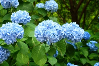 Hortensien färben: Blaue oder lila Hortensien bekommen Sie durch einen sauren Nährboden.