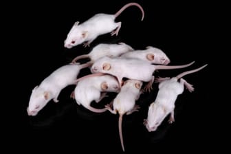 Weiße Mäuse im Labor