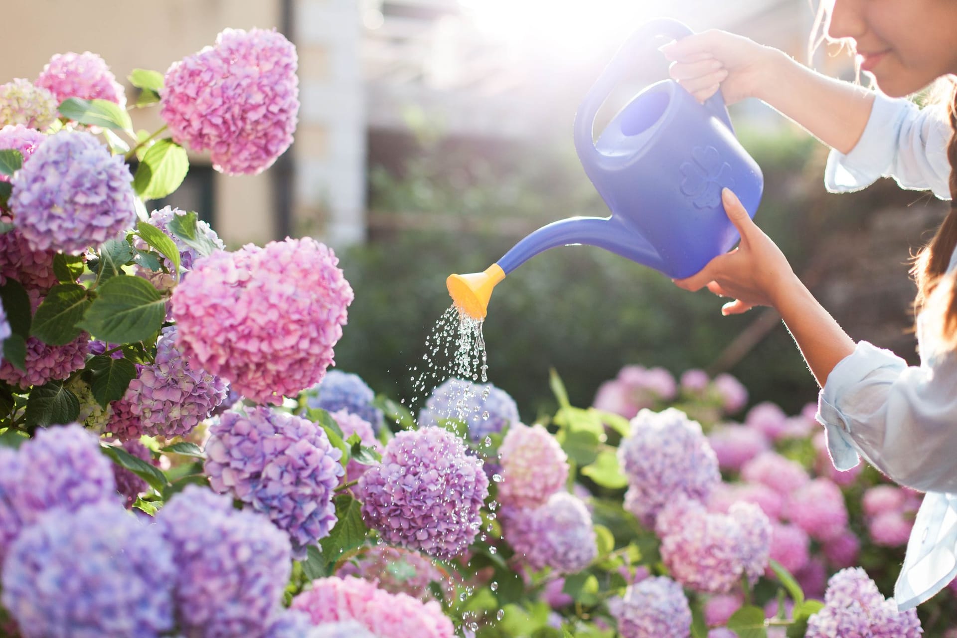 Hortensien pflegen: In den warmen Monaten sollte die Blumenerde nicht vollständig austrocknen.